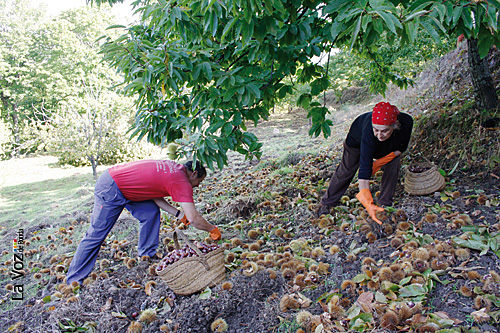 Los productores de castaña del Valle del Genal ya saben que la campaña no será buena