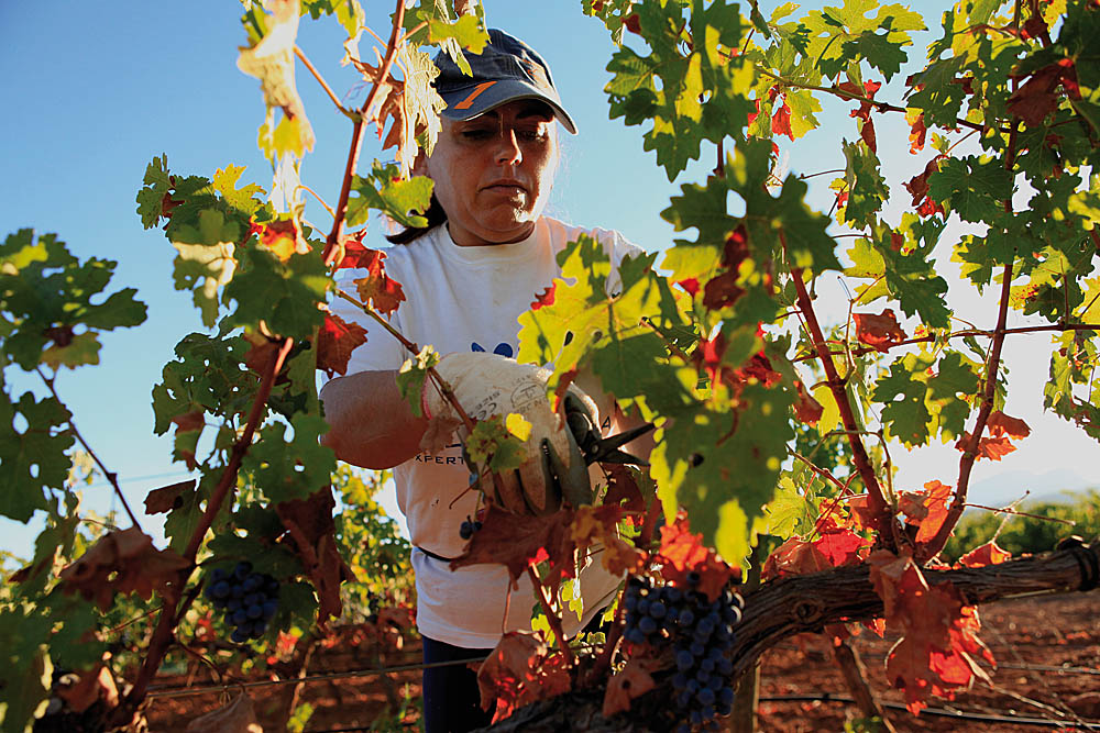Una trabajadora corta uva en uno de los viñedos de la Serranía de Ronda.