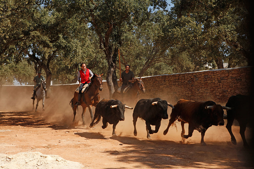 El torero Rafael Tejada en Reservatauro, Ronda.