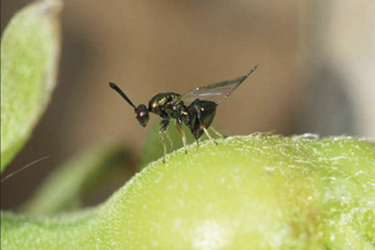 Avispilla del castaño.