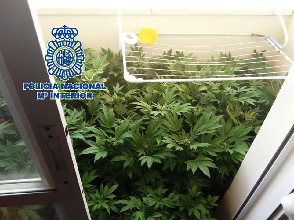 Plantas de marihuana localizadas en un balcón.
