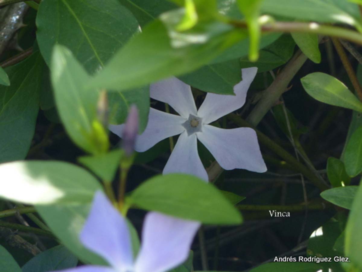 Primer plano de esta singular planta. (Andrés Rodríguez)