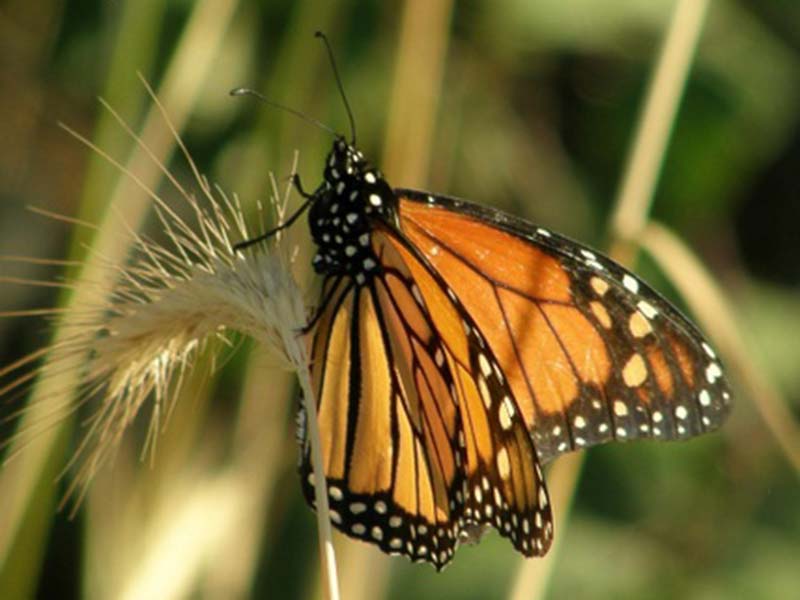 Imagen de una mariposa monarca tomada este mes de julio en la Serranía de Ronda- Foto José María Canca Guerra