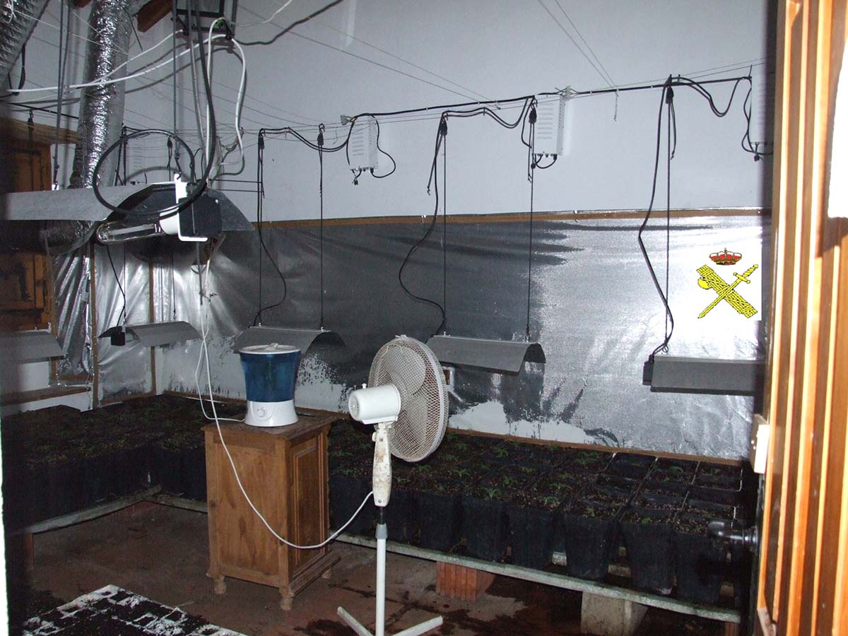 Imagen de una de las seis plantaciones desmanteladas en Arriate.