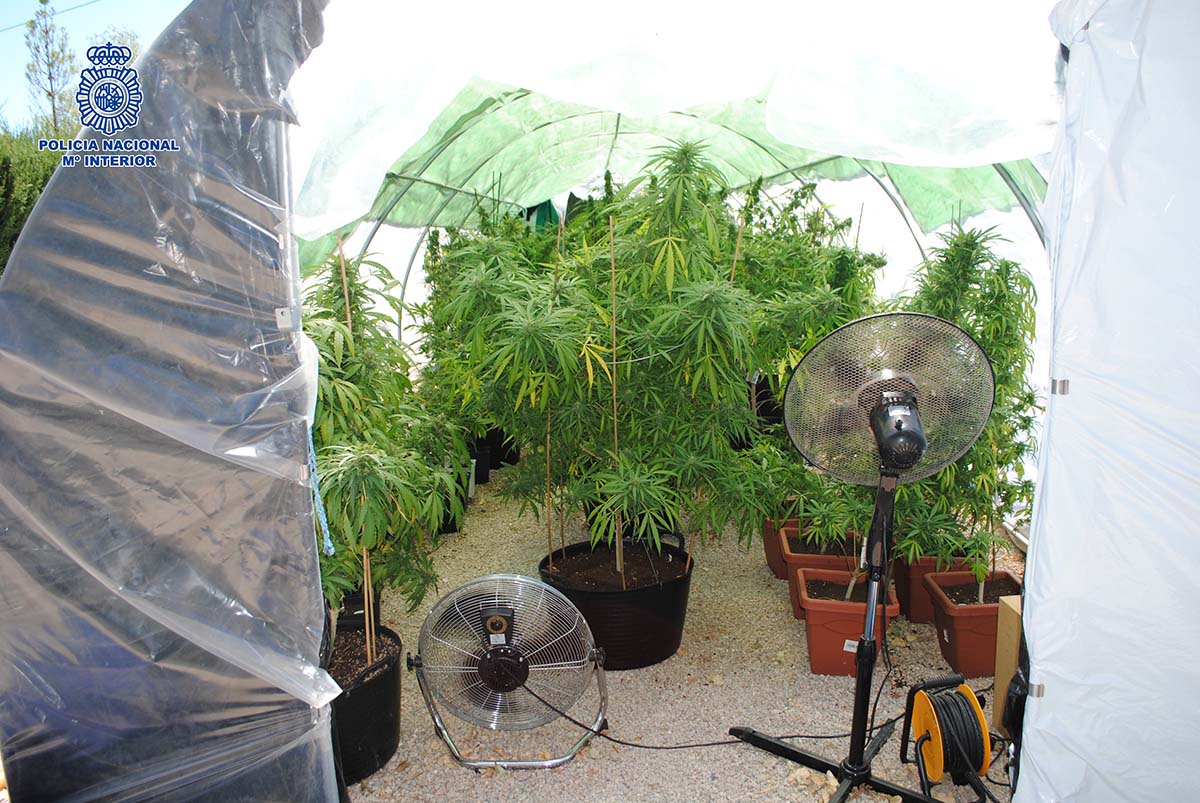 La plantación de marihuana se ha localizado en el Llano de la Cruz. Foto Policía Nacional Ronda.