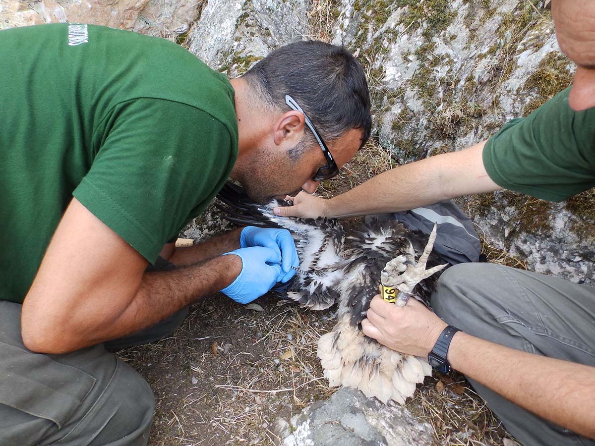 Técnicos de Medio Ambiente en el momento de anillar a un alimoche.