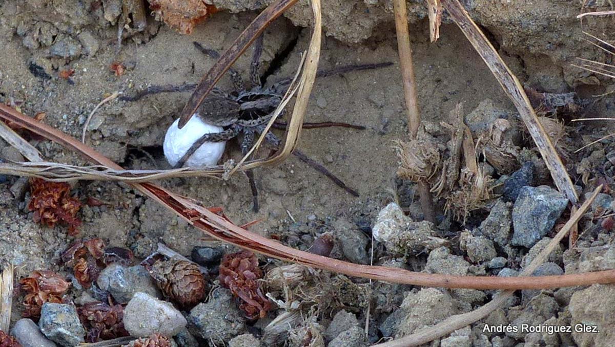 Imagen de una araña lobo tomada en la Serranía. Foto Andrés Rodríguez.
