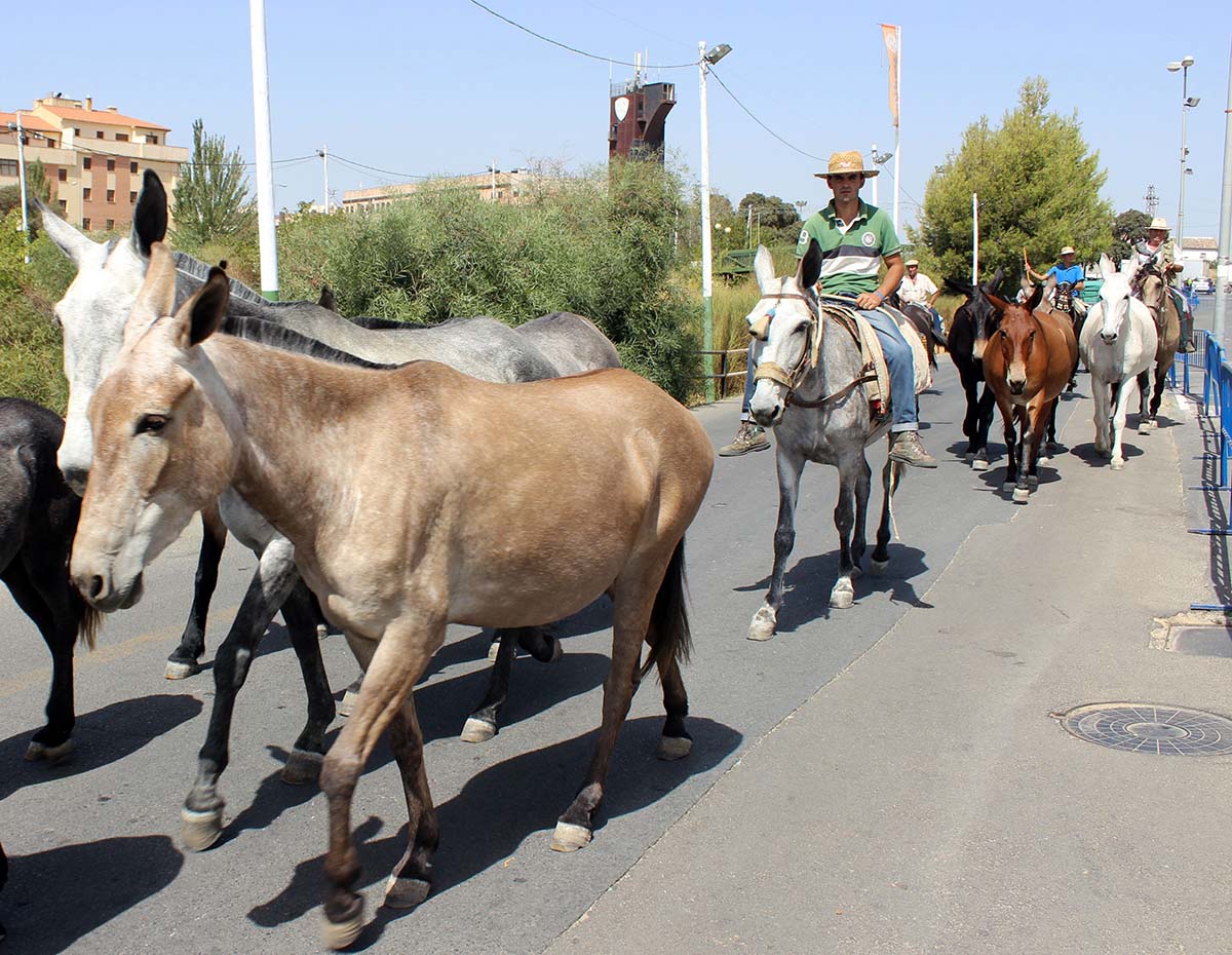 Ronda recibirá el jueves a los ganaderos trashumantes que llegarán de Pruna