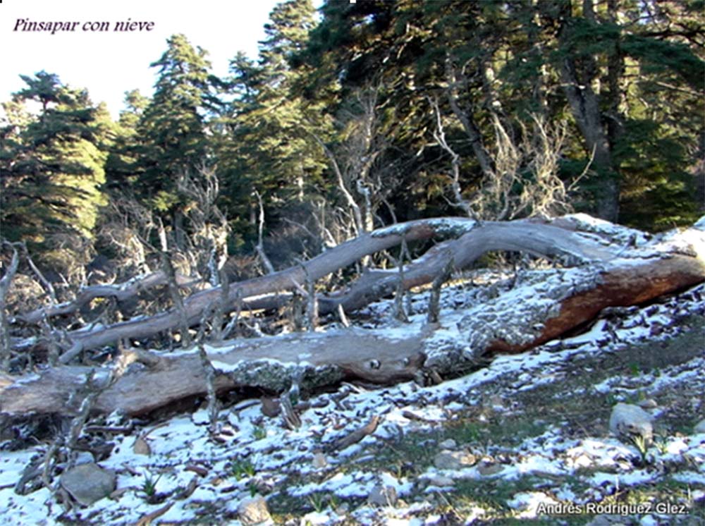 Imagen de una zona nevada de la Sierra de las Nieves. Foto Andrés Rodríguez.