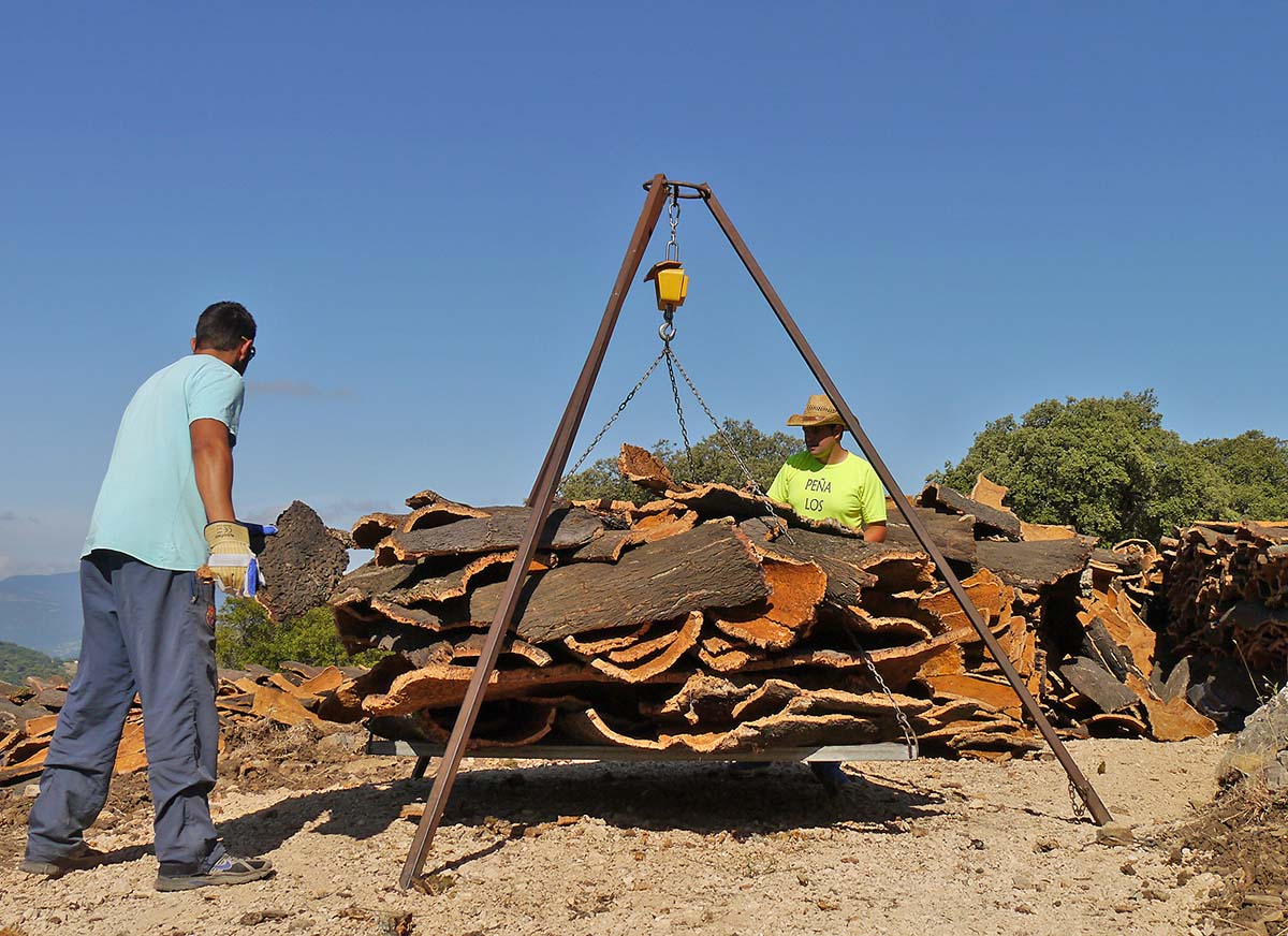El Ayuntamiento licita los trabajos de la saca del corcho de Los Montes de Propios para esta campaña