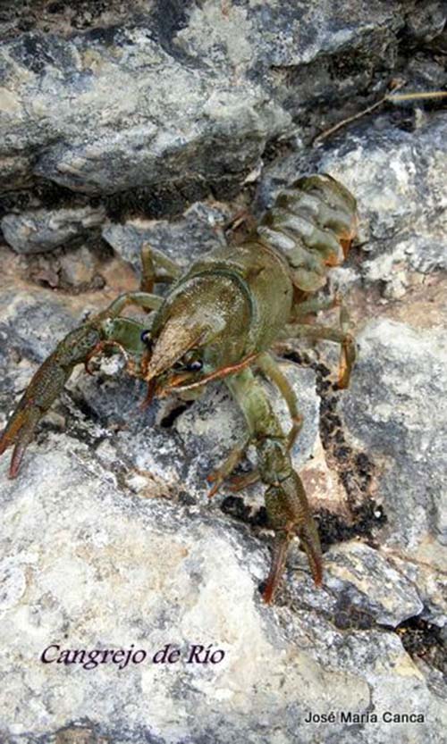 Imagen de cangrejo de río en la Serranía de Ronda.Foto José María Canca.