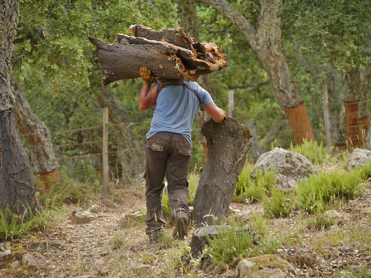 Trabajos de la saca del corcho en los Montes de Propios en Los Alcornocales.
