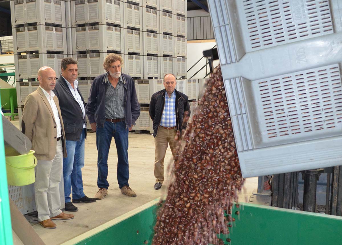 La fábrica de harina de castaña ya está funcionando.