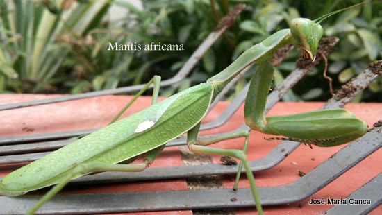 Imagen de una mantis africana tomada en la Serranía. Foto José María Canca.