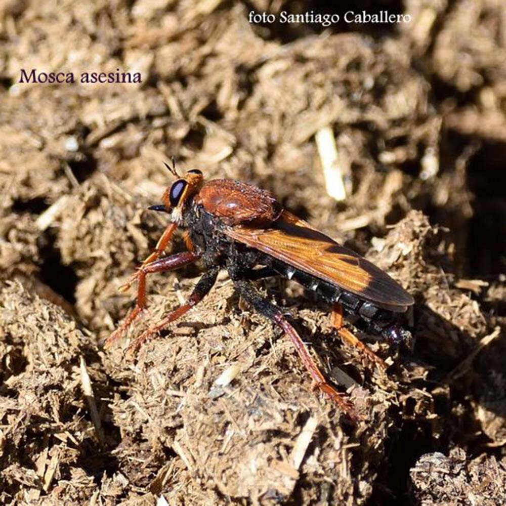 Imagen de una mosca asesina. Foto Santiago Caballero.