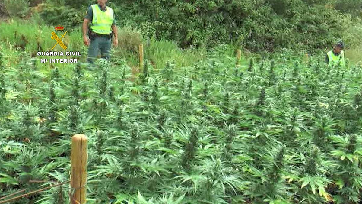 La Guardia Civil desarticula una organización criminal dedicada al cultivo de marihuana en el Valle del Genal
