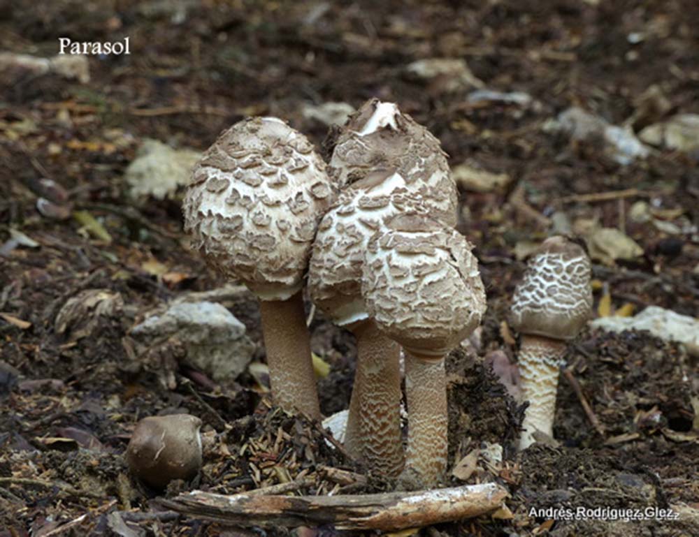 Imagen de un Parasol, una especie propia de esta época. Foto Andrés Rodríguez.
