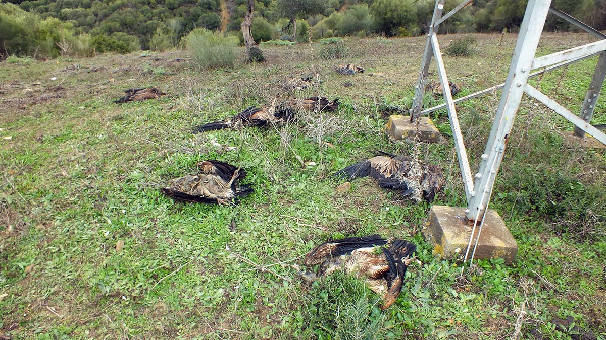 Imagen de los buitres electrocutados junto al poste eléctrico.