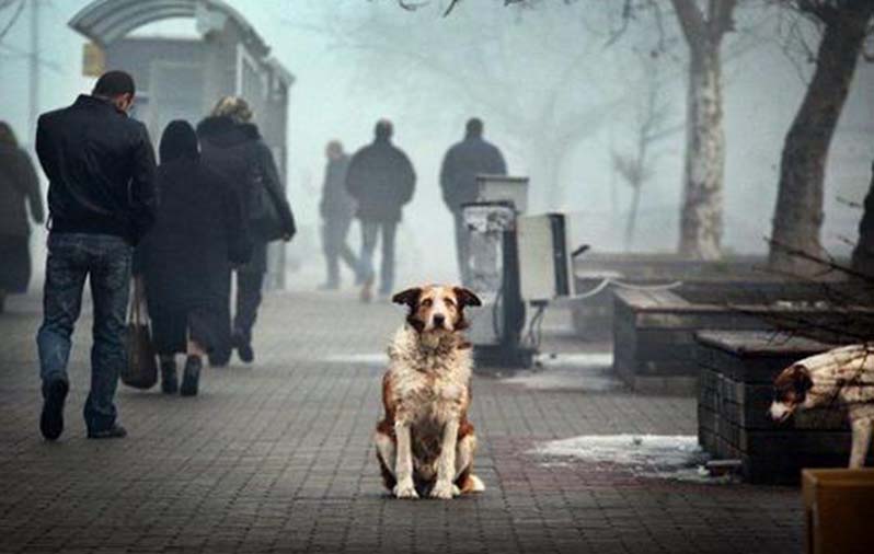 La Protectora de Animales de Ronda RAU pide que no se regalen mascotas por Navidad