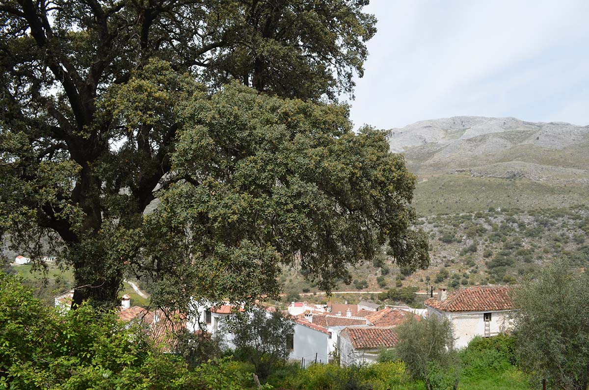 La veterana encina se encuentra próxima a la población de Parauta.