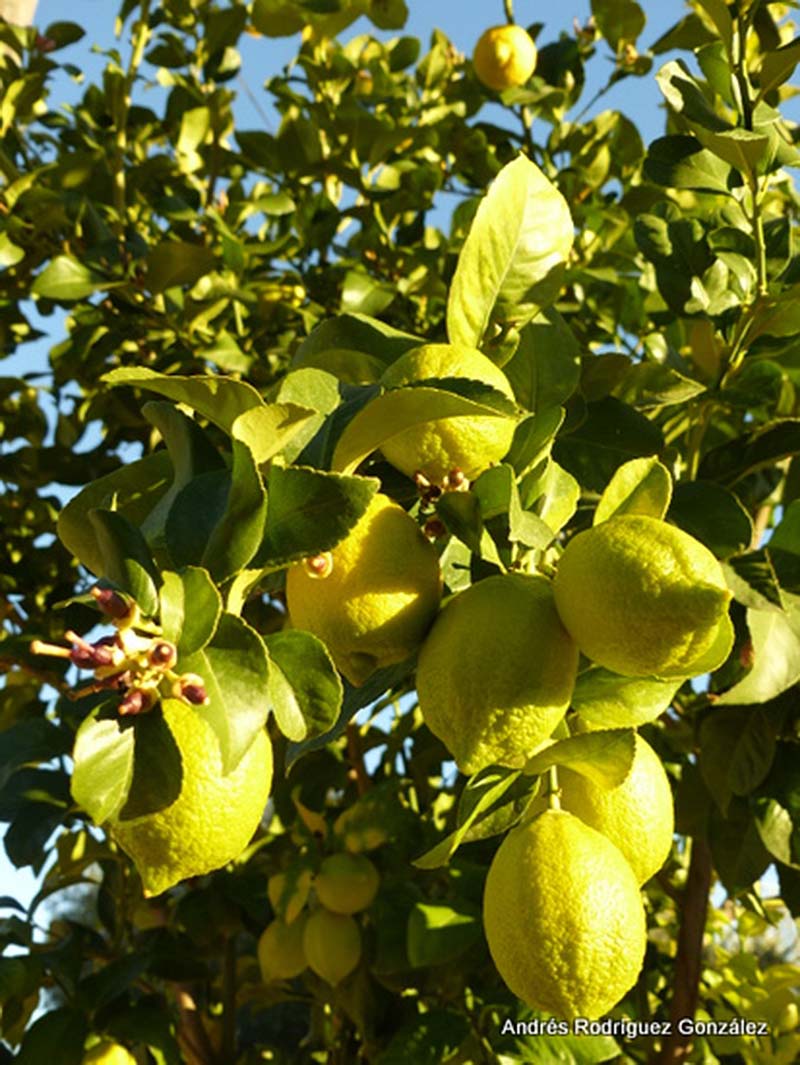 Imagen de un limonero en la Serranía de Ronda. Foto Andrés Rodríguez.