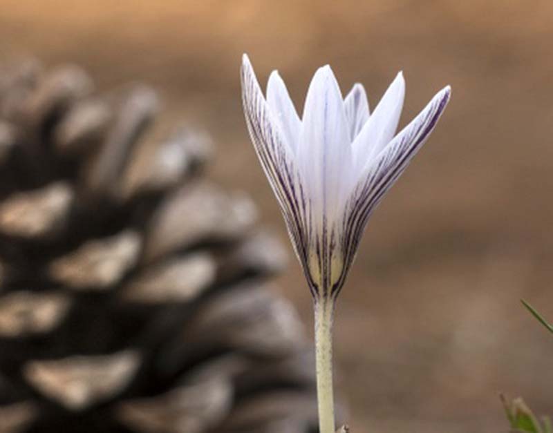 Imagen de una de estas plantas tomada en la Serranía. Foto Gonzalo Astete.