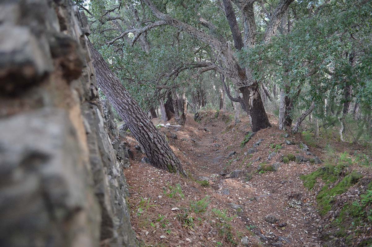 El sendero recorre los bellos bosques del Valle del Genal.