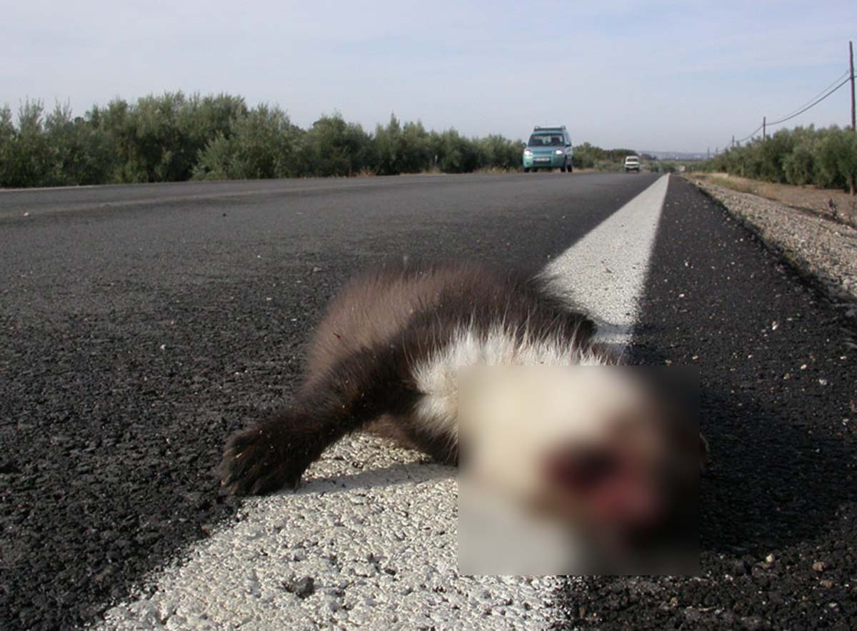 Un ejemplar de garduña atropellado en una carretera de la zona.