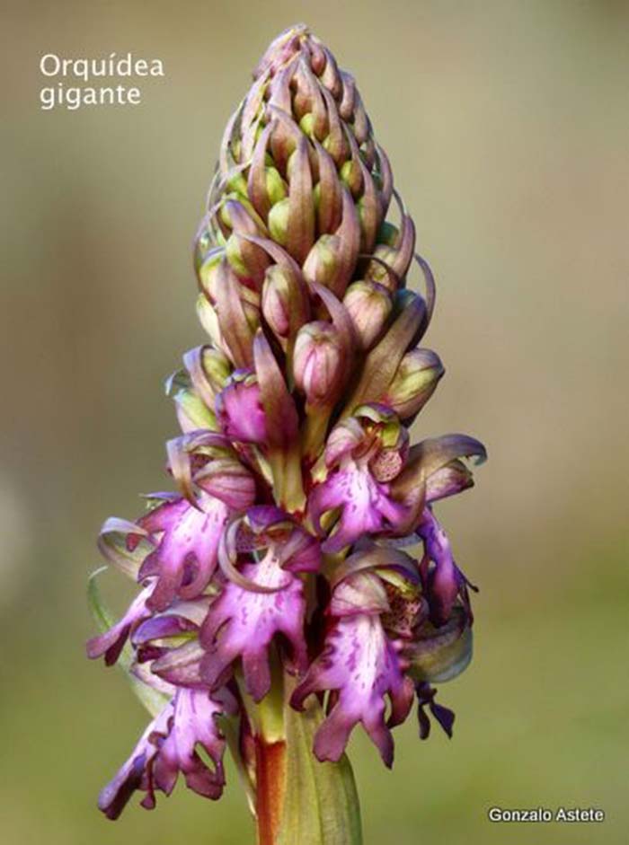 Imagen de la primera especie de orquídeas que aparecen en la Serranía de Ronda.