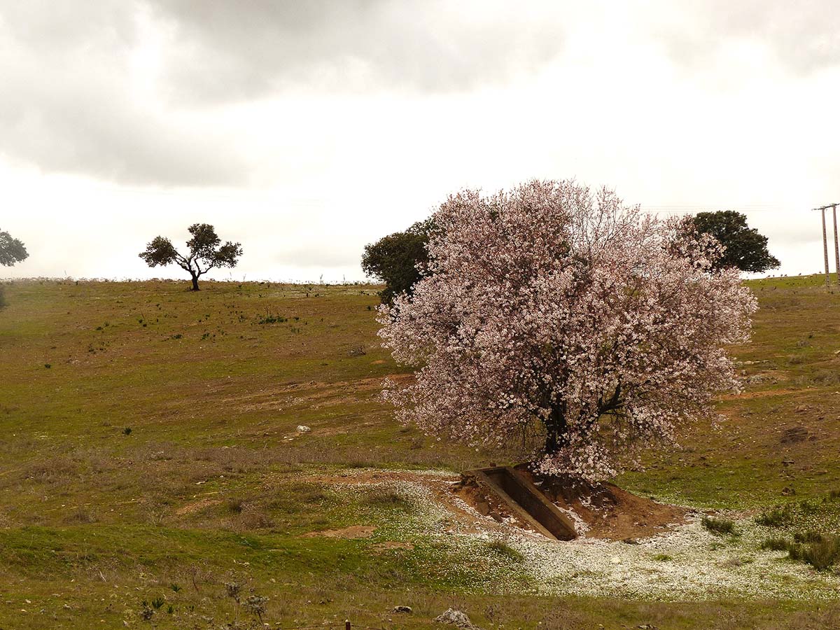 Cabañuelas: En marzo, los almendros en flor y los mozos en amor