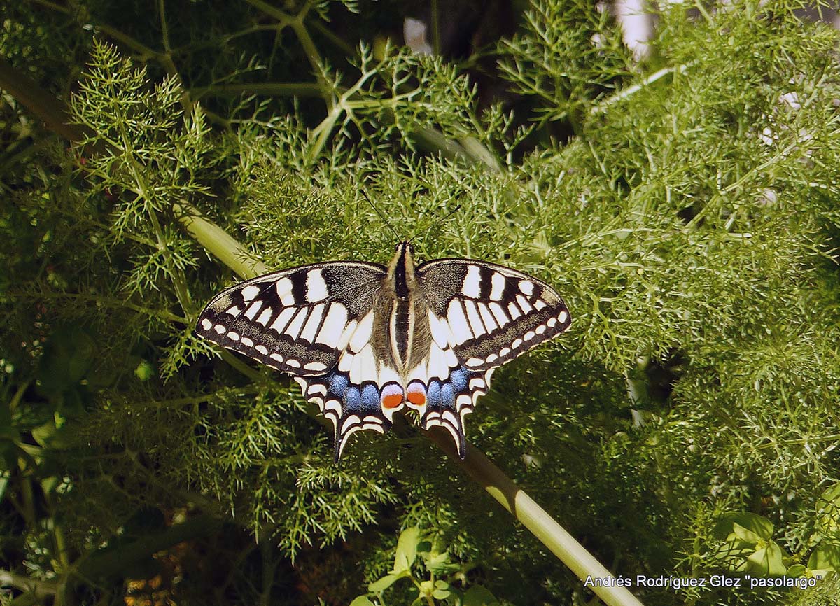 Imagen de un ejemplar de mariposa macaón tomada recientemente en la Serranía. Foto Andrés Rodríguez.