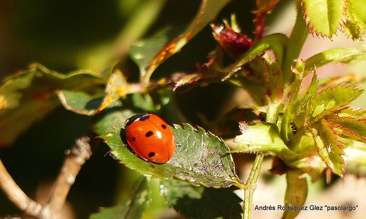 Mariquita de siete puntos localizada en la Serranía de Ronda. Foto Andrés Rodríguez.