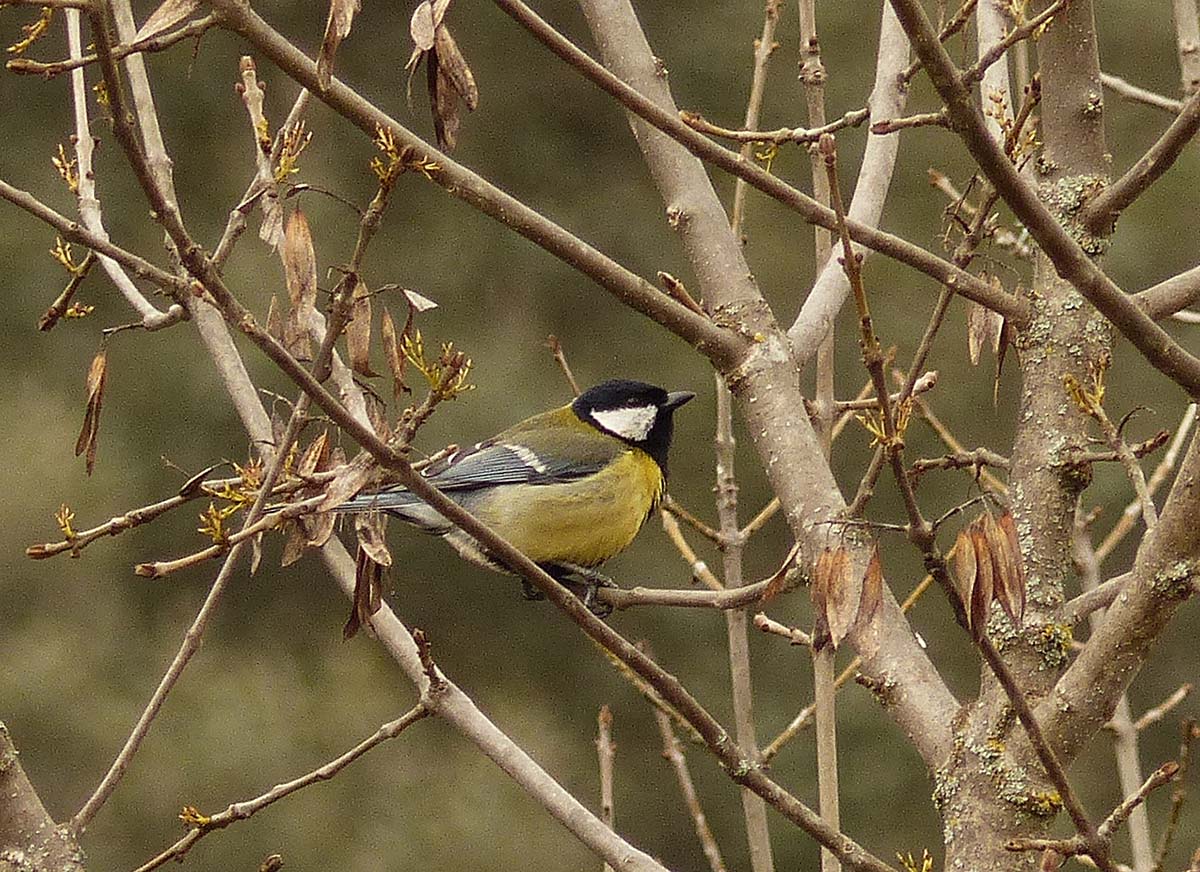 Un ejemplar de pajarito de agua tomada en la Serranía. Foto Andrés Rodríguez.