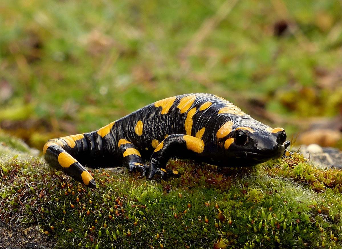 Un ejemplar de salamandra común en la Serranía de Ronda. Foto Gonzalo Astete.
