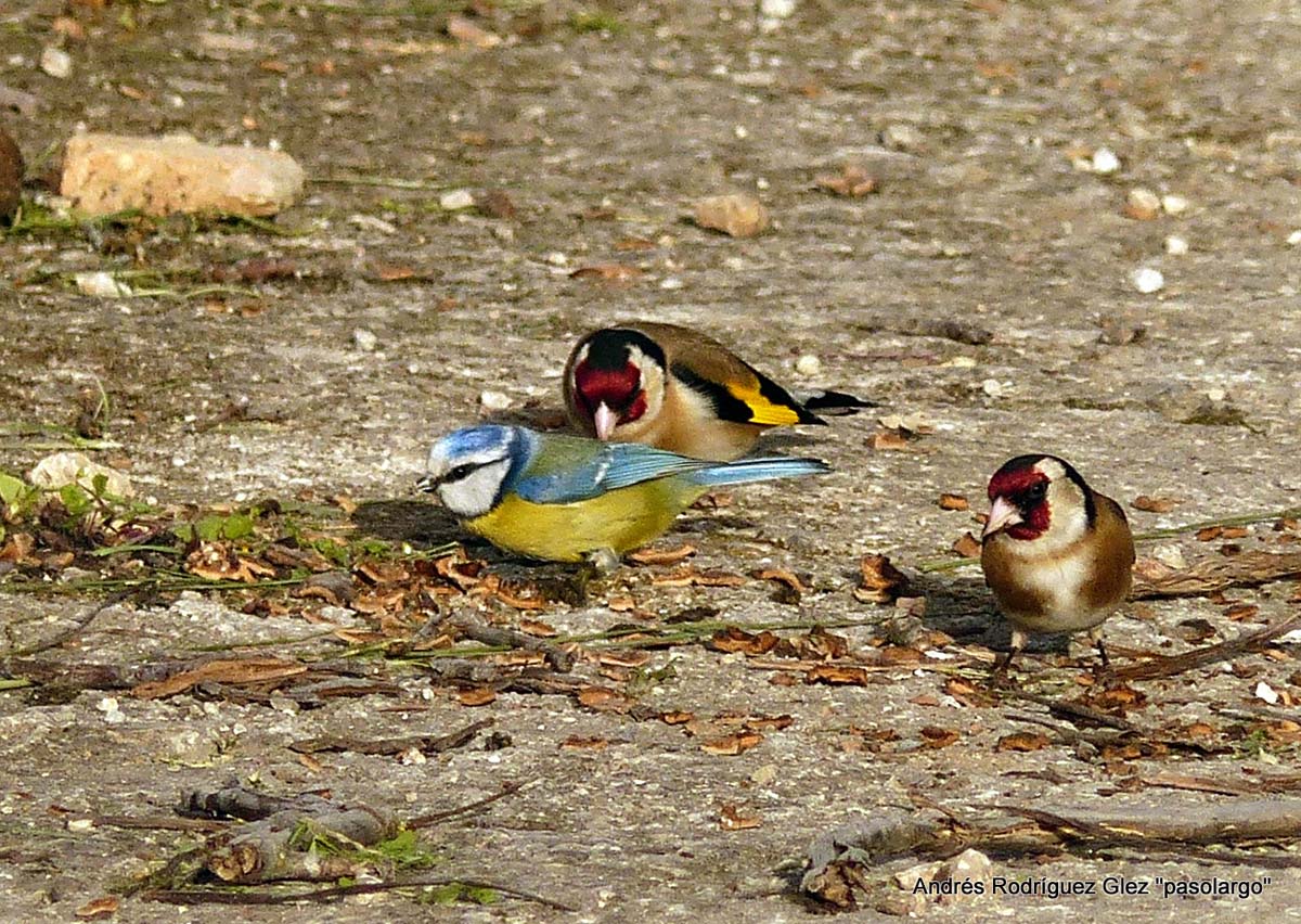 Varios jilgueros comiendo en un paraje de la Serranía. Foto Andrés Rodríguez 'Pasolargo'.