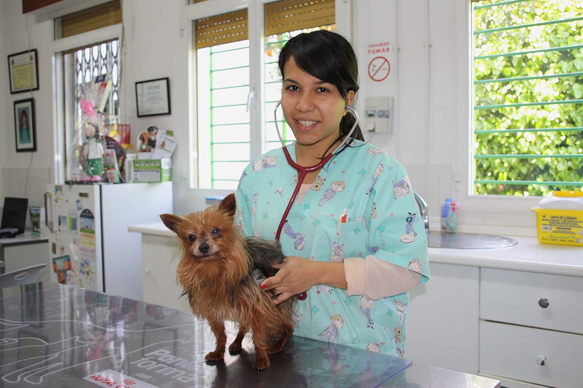 María Vázquez, una de las veterinarias de Ronda atendiendo a una mascota en su consulta.
