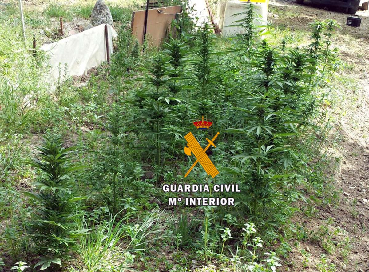 Imagen de la plantación de marihuana localizada por la Guardia Civil. Foto G.C.