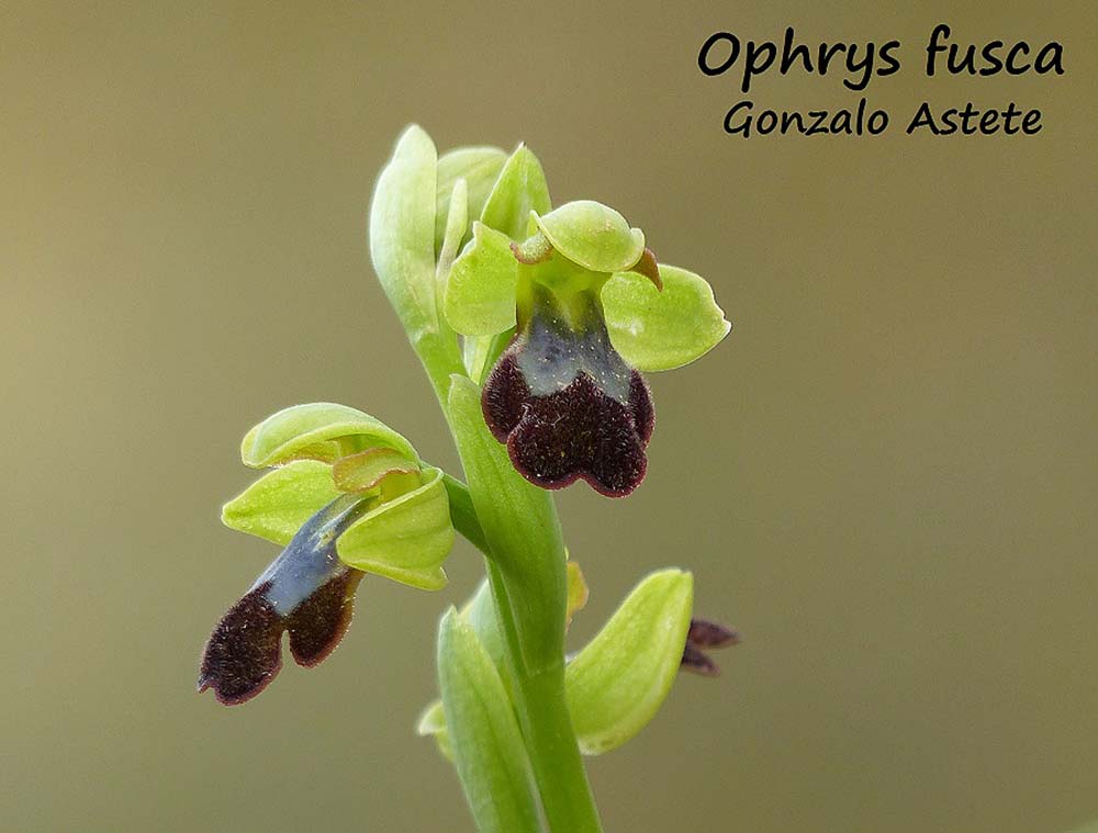 Imagen de una orquídea abejera tomada en la Serranía. Foto Gonzalo Astete.