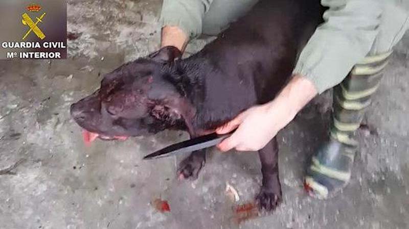 Uno de los perros restacados en un lamentable estado. Foto Guardia Civil.