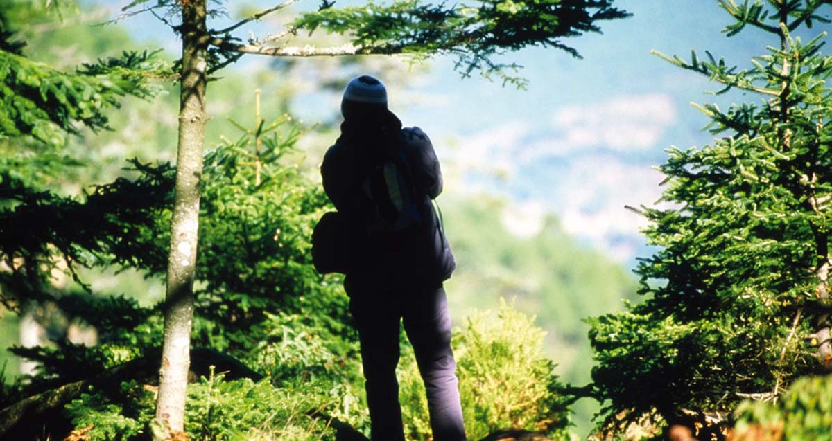 Un turista recorre los pinsapares de Sierra Bermeja.