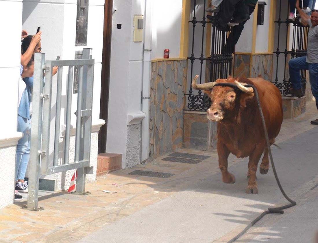Más de 8.000 visitantes se acercaron a Gaucín para correr el Toro de Cuerda del Domingo de Resurreción