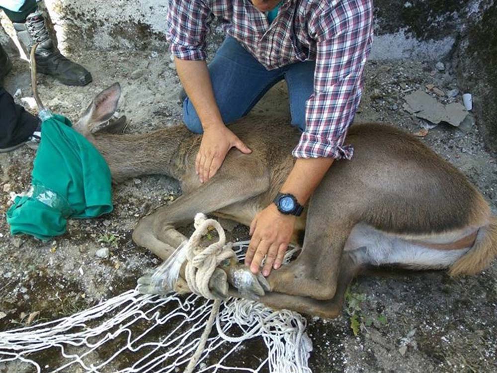El ejemplar tras ser rescatado fue trasladado a su medio natural.