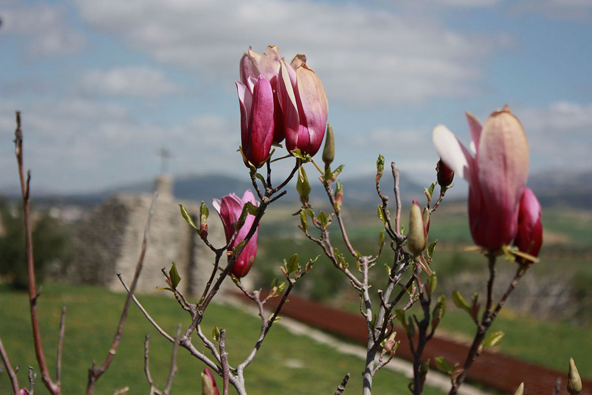 La primavera con sus flores está en todo su auge en Ronda.