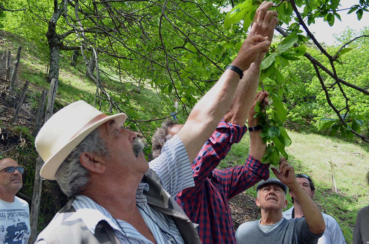 Gran preocupación entre los cultivadores de la castaña en el Genal por la propagación de la plaga de la avispilla.