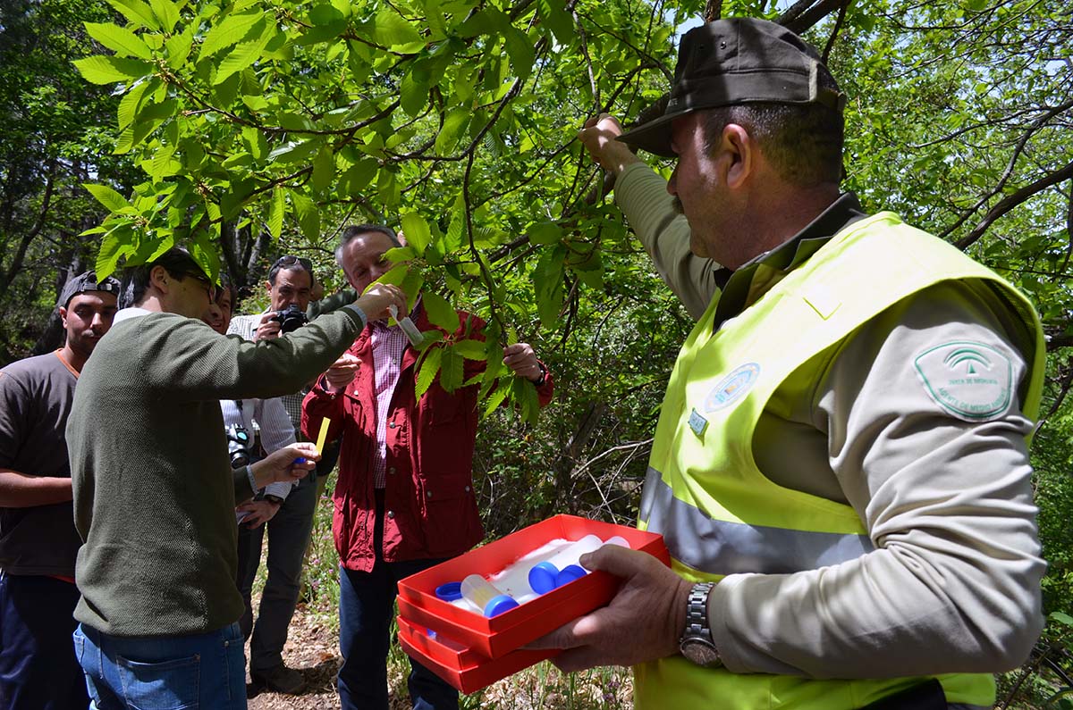 Suelta del depredador de la avispilla del castaño durante la última campaña en el Genal.