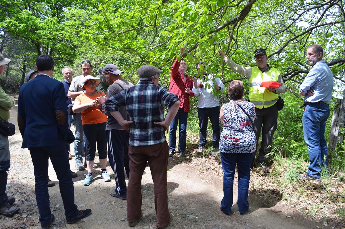 Productores de castaña y alcaldes del Valle del Genal reclaman al Gobierno y a la Junta que actúen de forma urgente contra la plaga de la avispilla