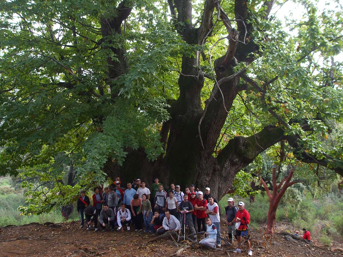 Castaño Santo, en la Serranía de Ronda. Foto Andrés Rodríguez.