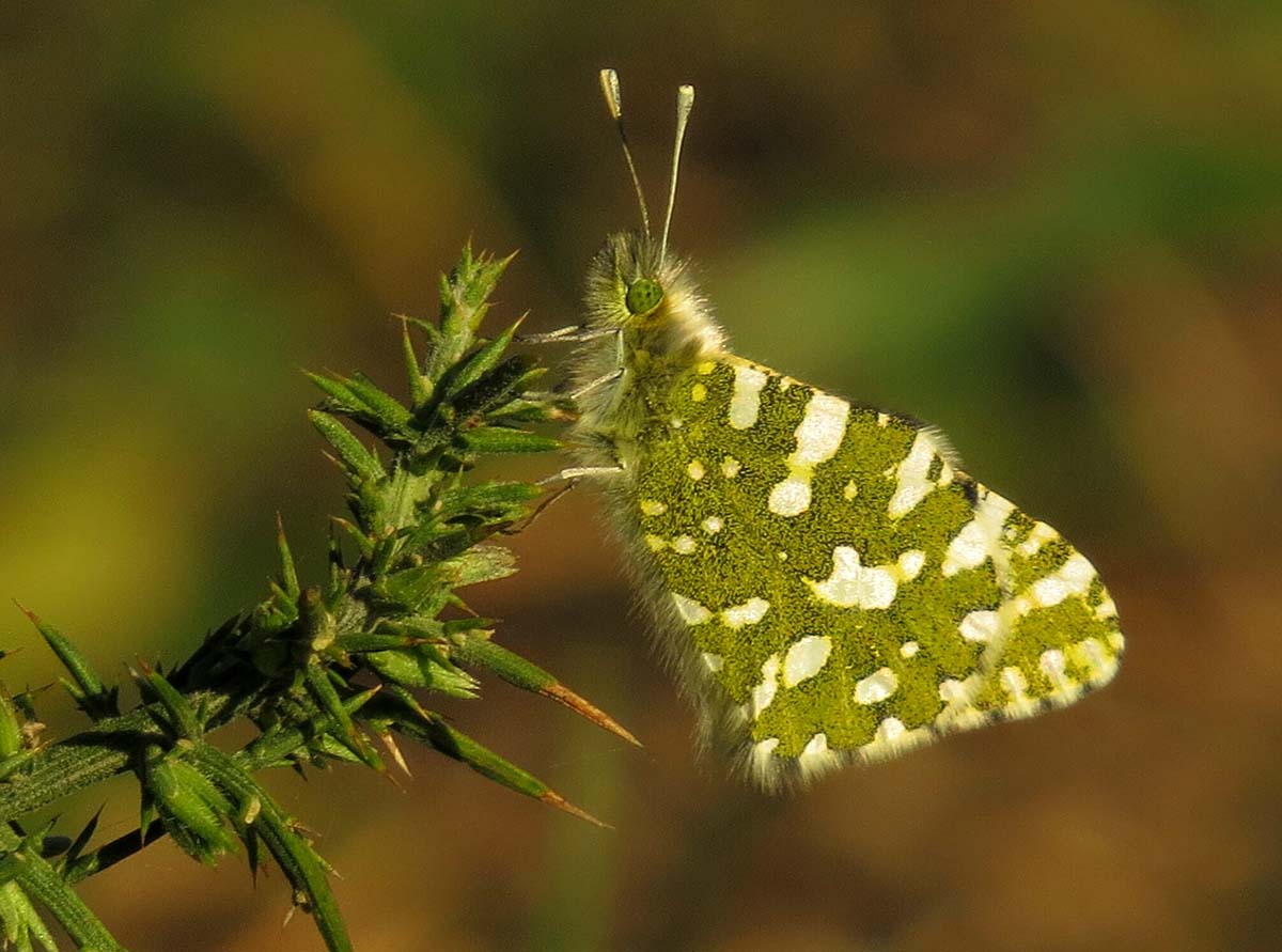 Imagen de una de estas singulares mariposas en la Serranía de Ronda.