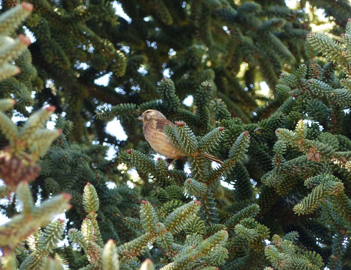 Imagen de un pardillo común localizado sobre un pinsapo de la Serranía. Foto Andrés Rodríguez.