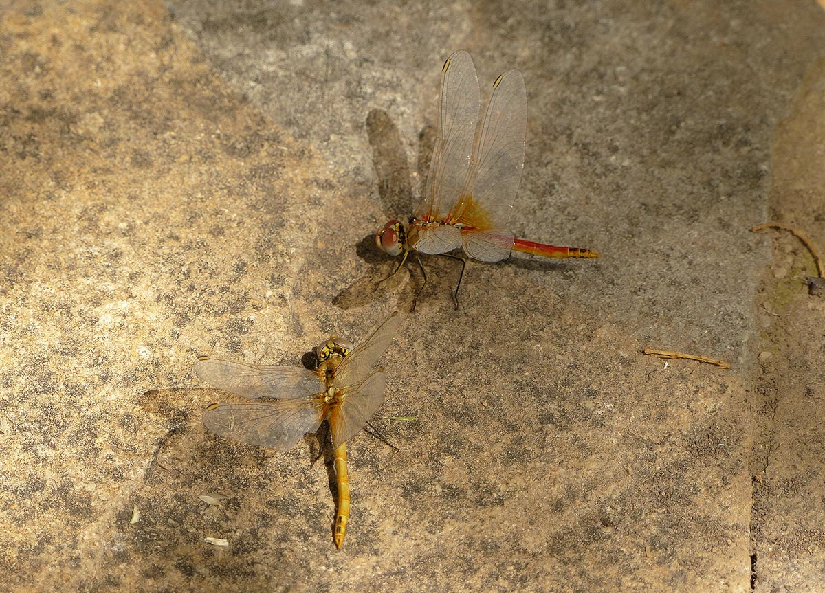 Una pareja de libélulas fotografiadas en la Serranía. Foto Andrés Rodríguez y Gonzalo Astete.